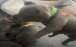 Staffordshire Bull Terrier dogs for sale: Litter of blue Staffordshire bull terriers  - Image 18