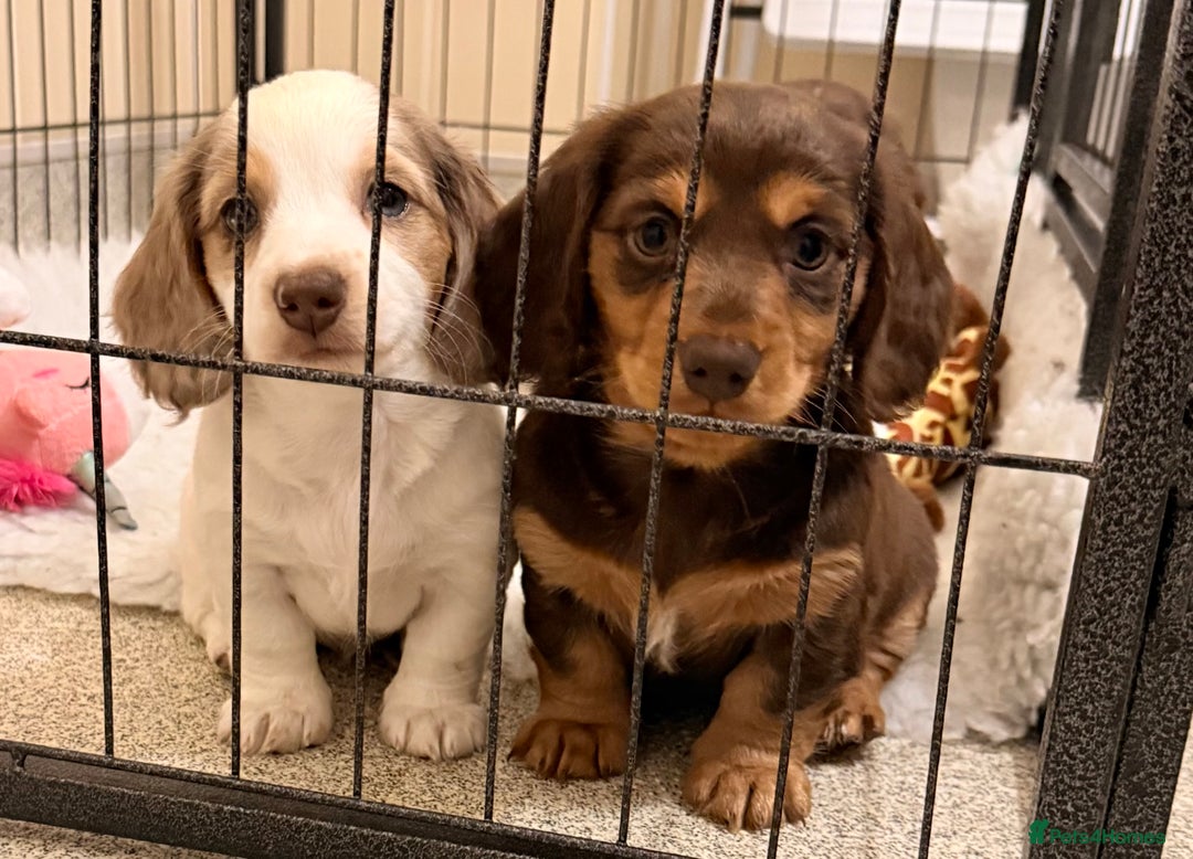 Miniature Dachshund dogs for sale: Longhaired miniature dachshund  - Advert 5