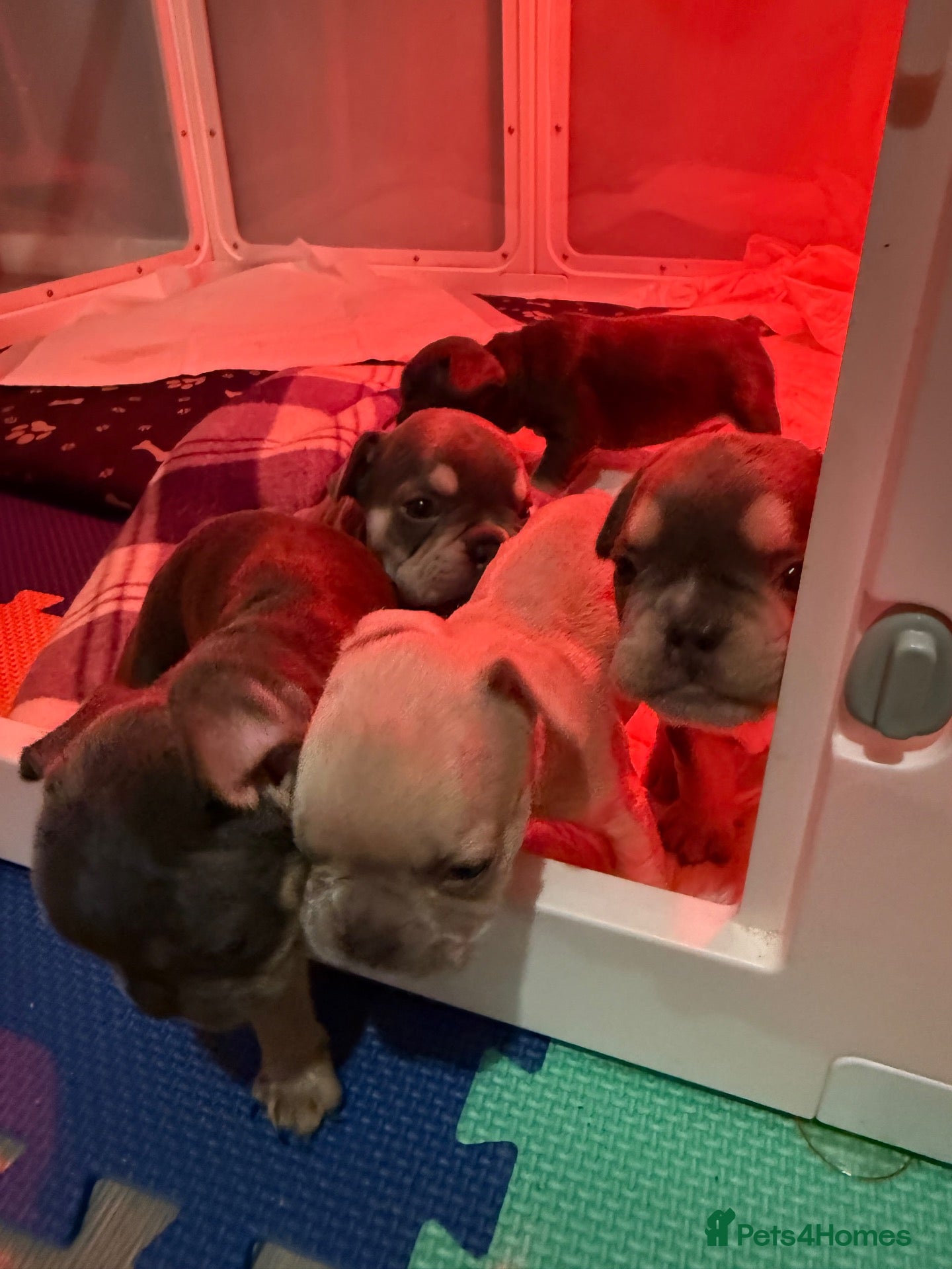 French Bulldog dogs Gorgeous French Bulldog puppy  - Advert 20
