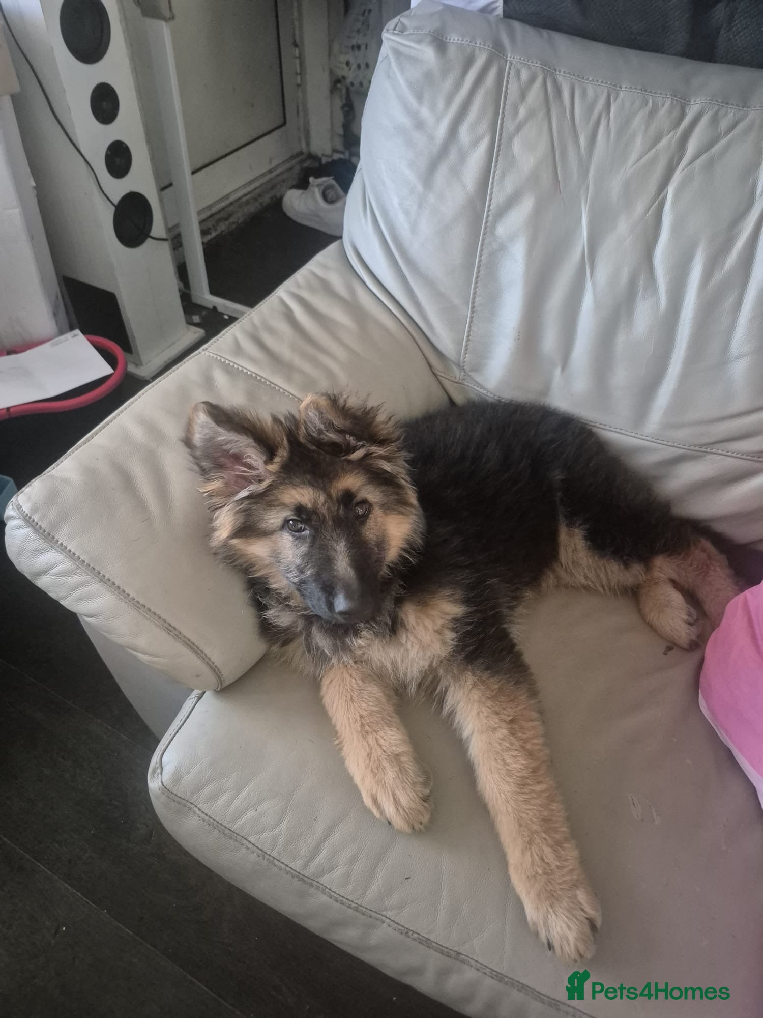 German Shepherd dogs Beautiful German shepherd!!!  - Advert 3