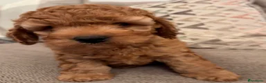 Cavapoo 1