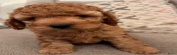 Cavapoo dogs for sale: Cavapoo puppies  - Advert 6