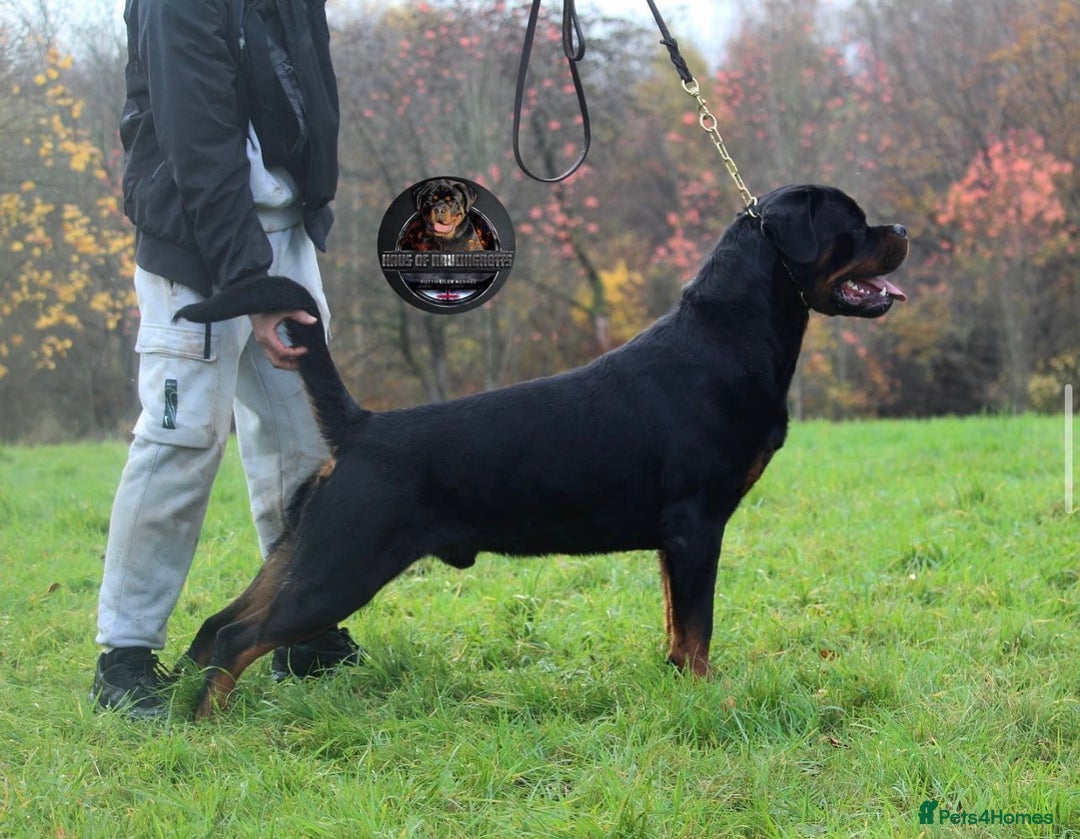 Rottweiler dogs for sale: Top KC Registered Rottweiler Puppies For Sale - Image 22