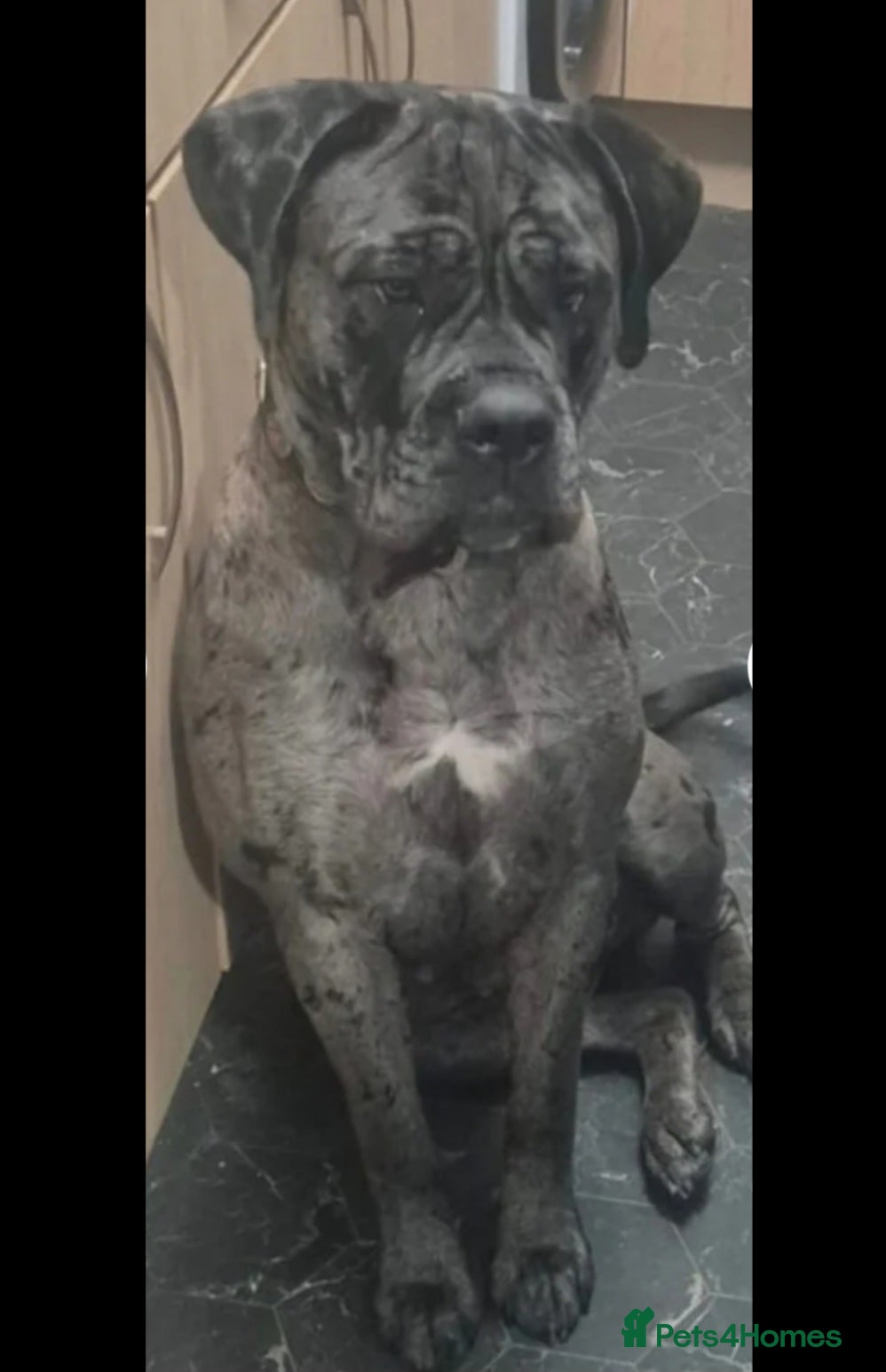 Mixed Breed dogs Stunning mearle mastiff mix puppy  - Advert 1