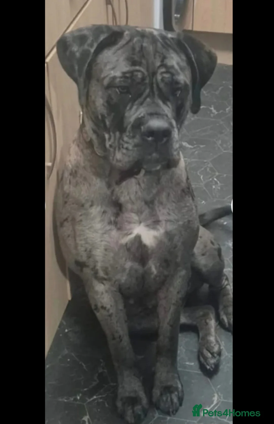 Mixed Breed dogs for sale: Stunning mearle mastiff mix puppy  - Advert 1