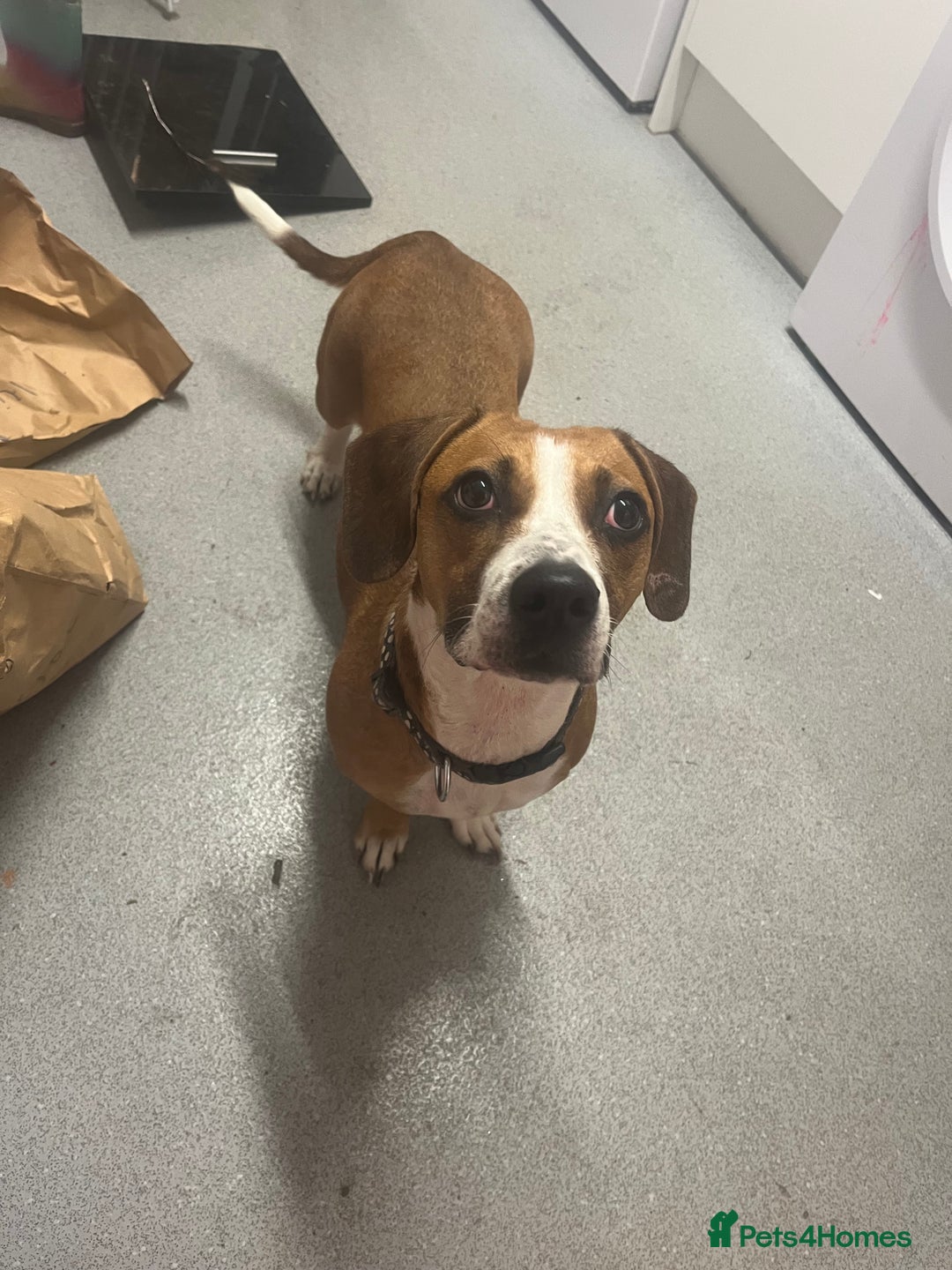 Mixed Breed dogs for sale: Lady  - Image 2