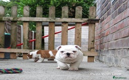 English Bulldog dogs for sale: ⭐ Exceptional Health Tested Parents ONLY 1 💙 left - Image 7
