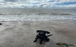 Labrador Retriever dogs for sale: Beautiful Trained Labrador - Image 2