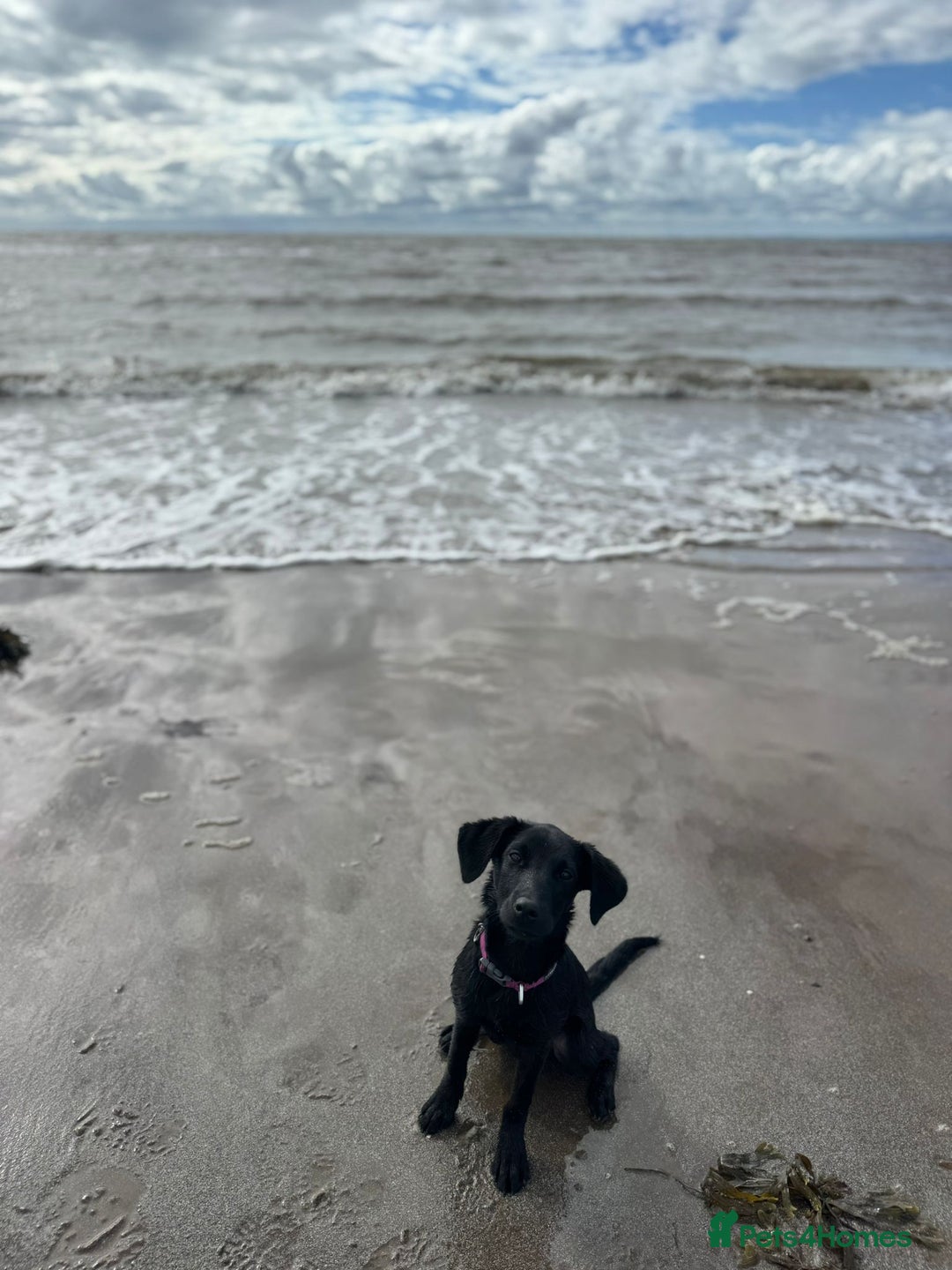 Labrador Retriever dogs for sale: Beautiful Trained Labrador - Image 2