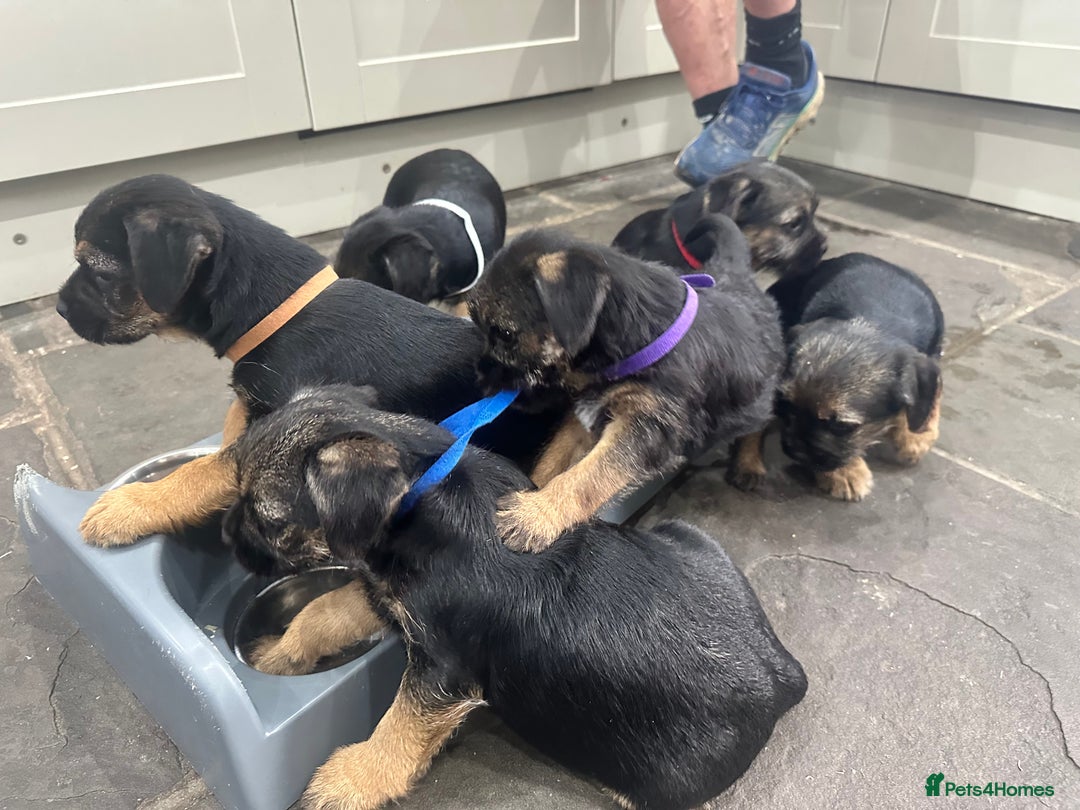 Border Terrier dogs for sale: Border Terrier Pups -Beautiful Pedigree  - Image 40