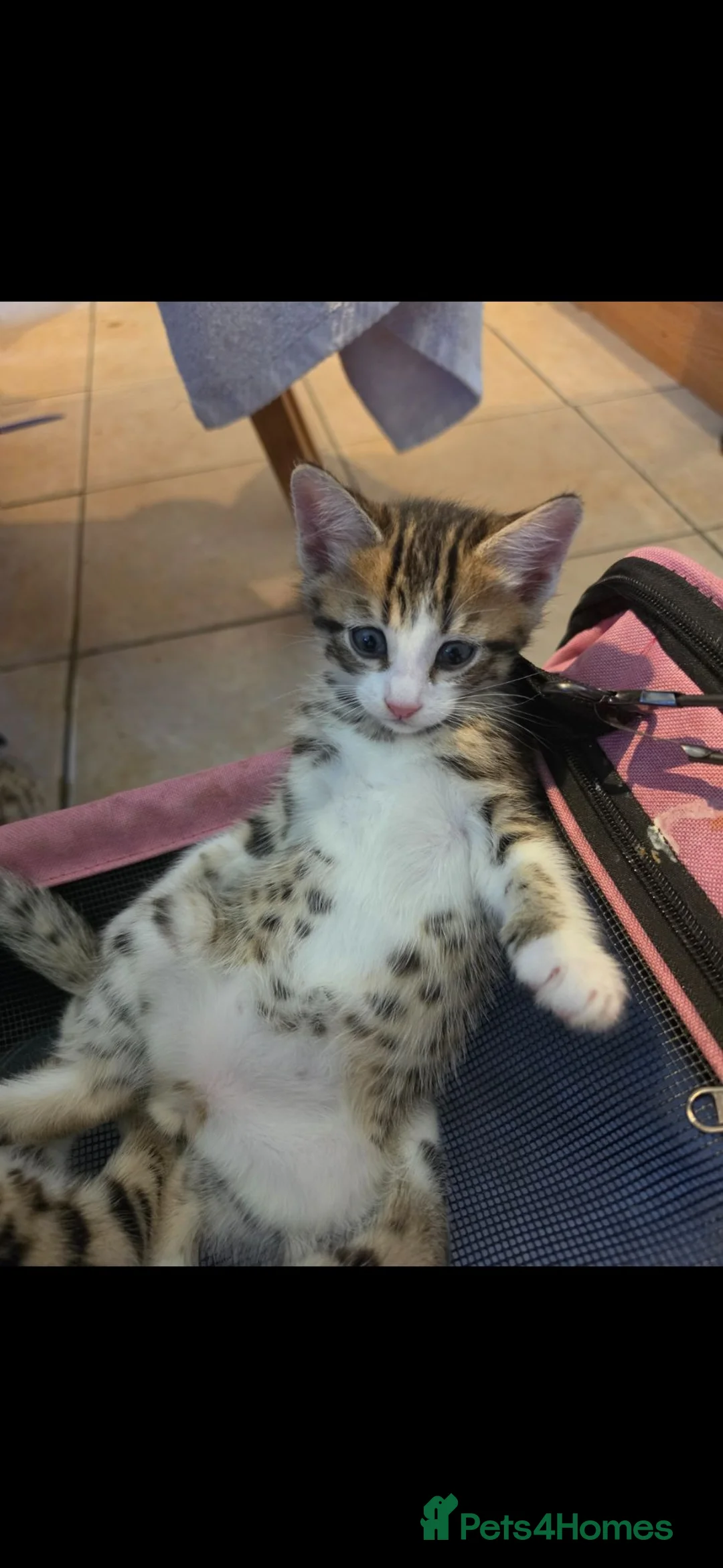 Bengal cats for sale: Beautiful Bengal cross boy - Advert 40