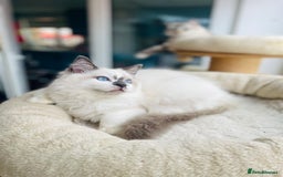 Ragdoll cats for sale: TICA registered mink and traditional ragdolls - Image 9