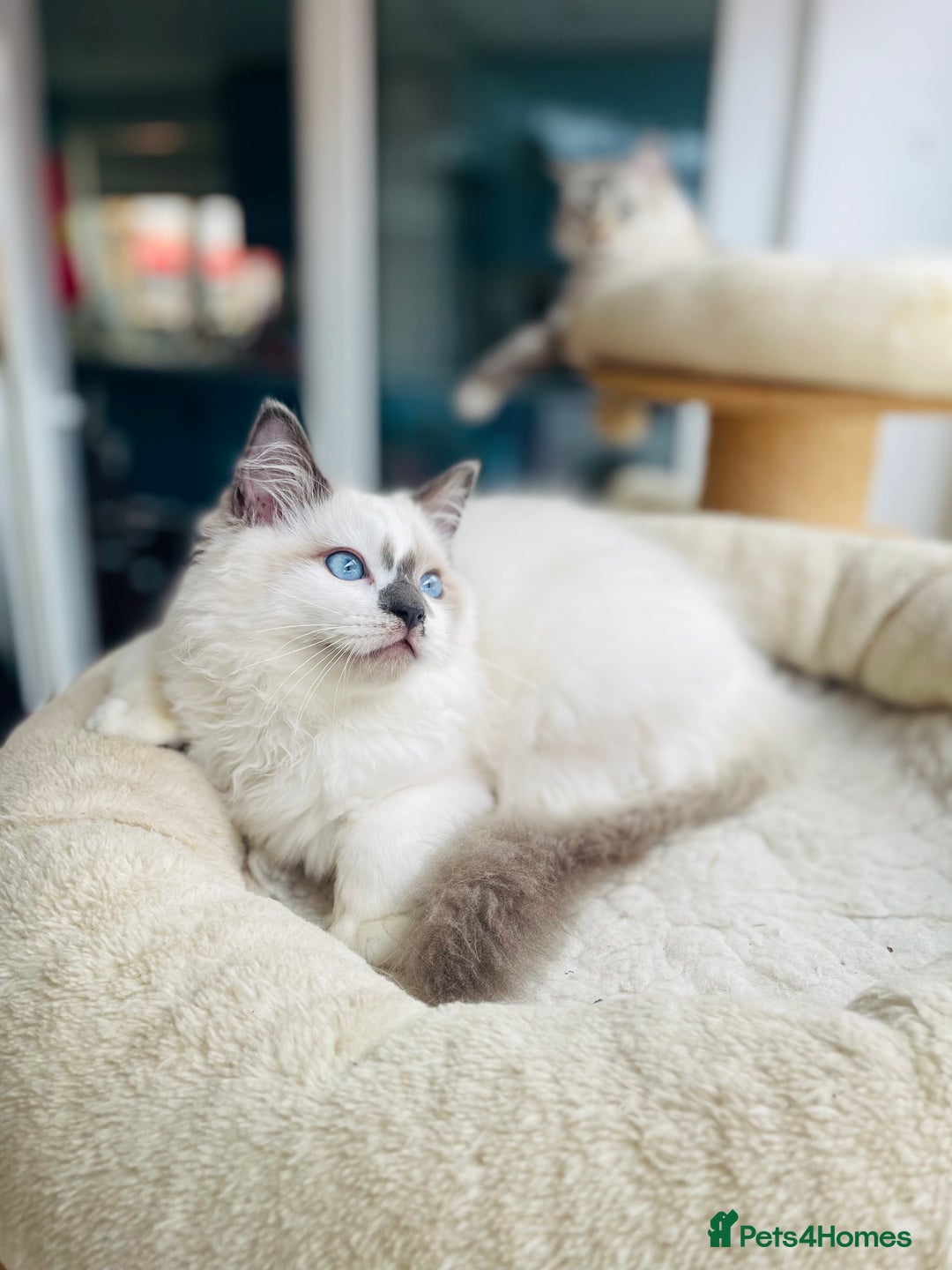 Ragdoll cats for sale: TICA registered mink and traditional ragdolls - Image 9