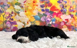Cockapoo dogs for sale: ⭐️Rare Silver Phantom DNA CLEAR Mini F1 Cockapoos - Image 15
