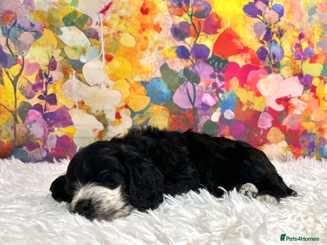 Cockapoo dogs for sale: ⭐️Rare Silver Phantom DNA CLEAR Mini F1 Cockapoos - Image 15
