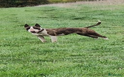 English Bull Terrier dogs for sale: English Bull terrier bitch/female - Image 1