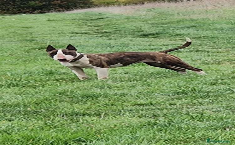 English Bull Terrier dogs - Advert 1