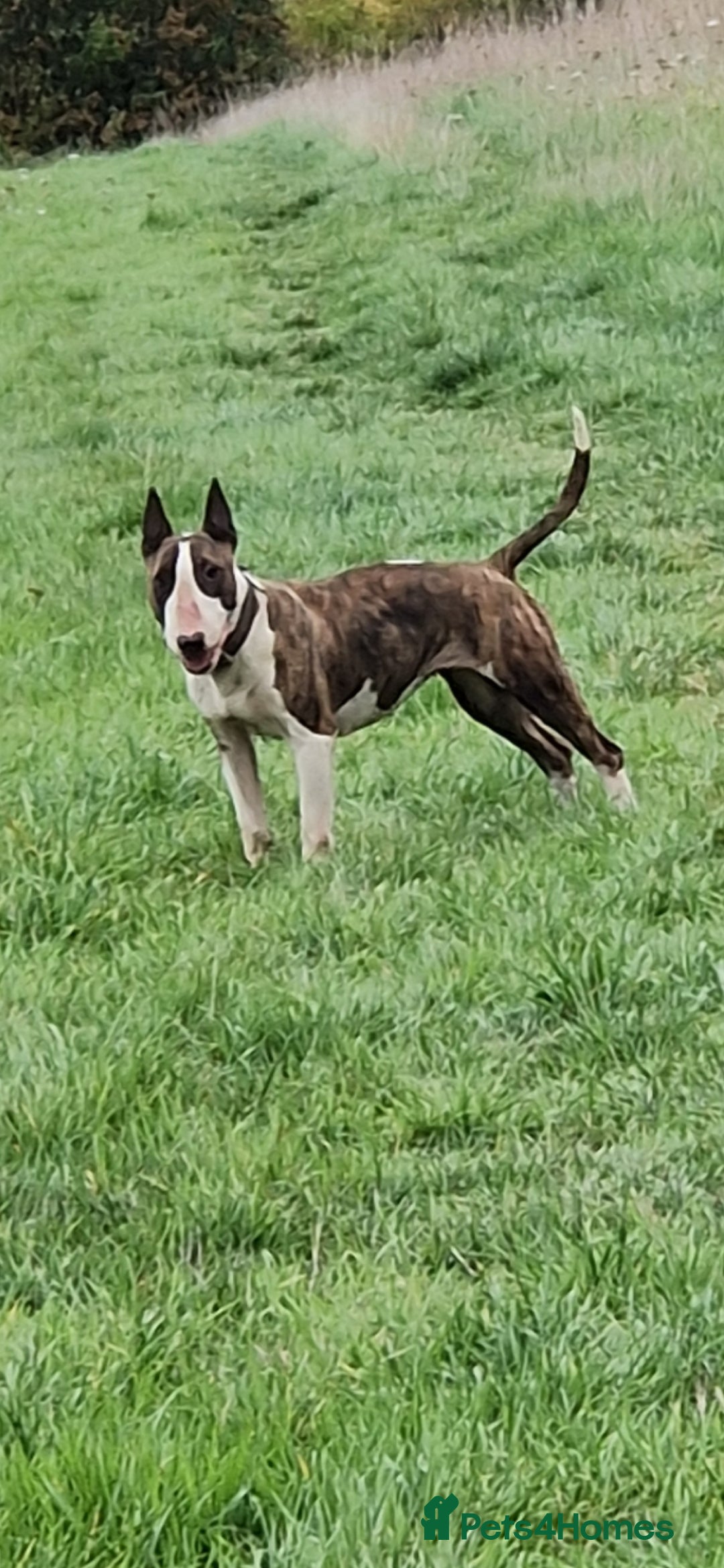 English Bull Terrier dogs for sale: English Bull terrier bitch/female - Image 1