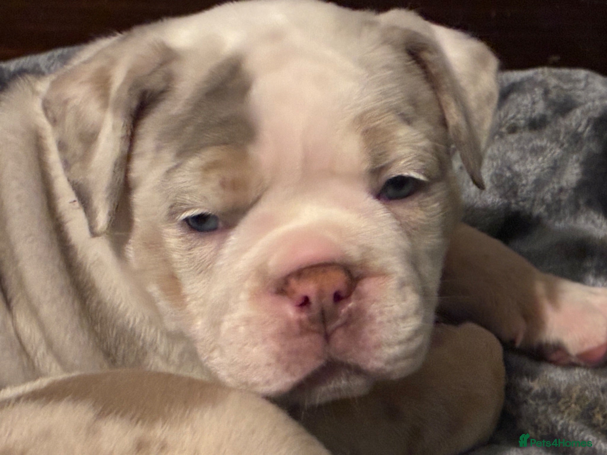 Olde English Bulldogge dogs Last girl old English bulldog puppy - Advert 2