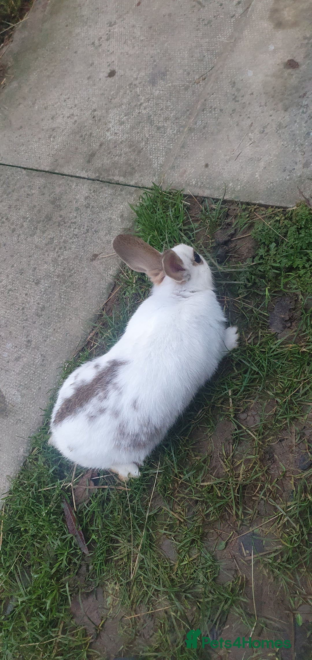 Mixed Breed rabbits for sale: Rabbits - Advert 1