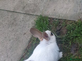 Mixed Breed rabbits Rabbits - Advert 4