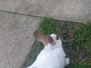 Mixed Breed rabbits Rabbits - Advert 7