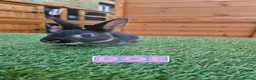 Rex rabbits for sale: Rex & Mini Rex Kits Available - Advert 6