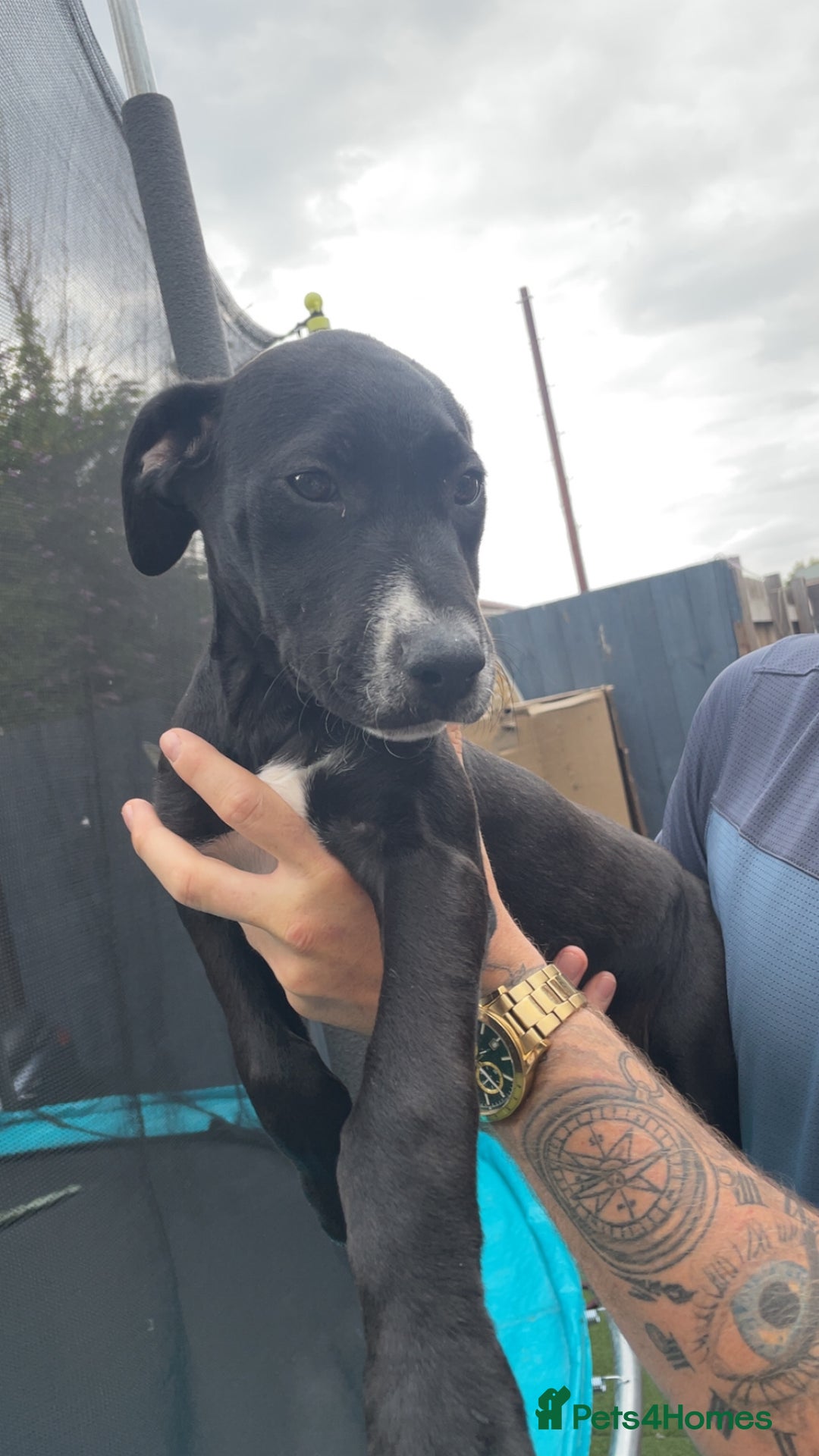 Mixed Breed dogs for sale: Bull greyhound - Image 2