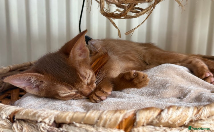 Abyssinian cats - Advert 3