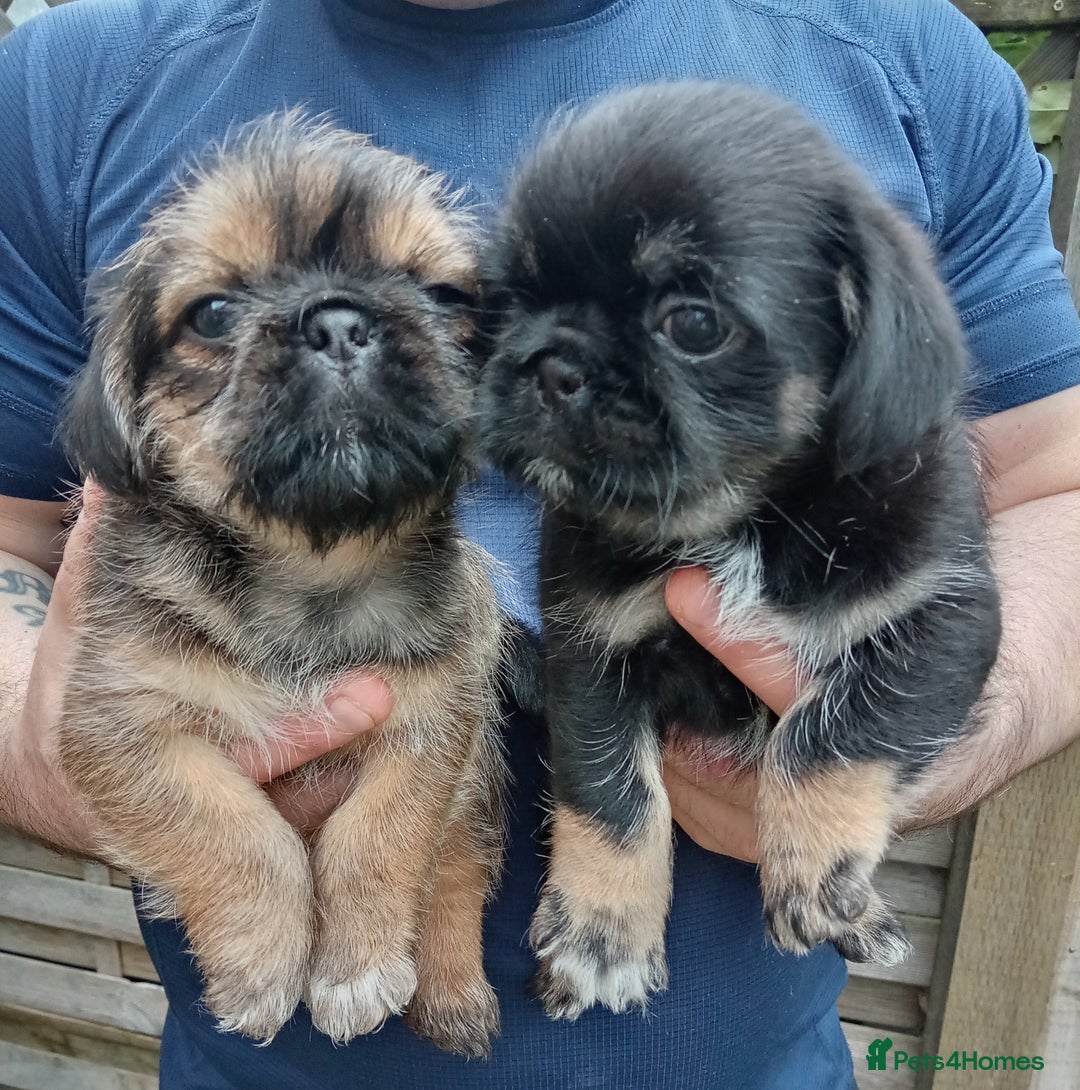 Pug x Shih Tzu Pug zu shih pug puppies for sale in Scarborough