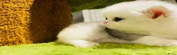 Munchkin cats for sale: Show-Quality Minuet Kittens – Rare in the UK - Advert 15