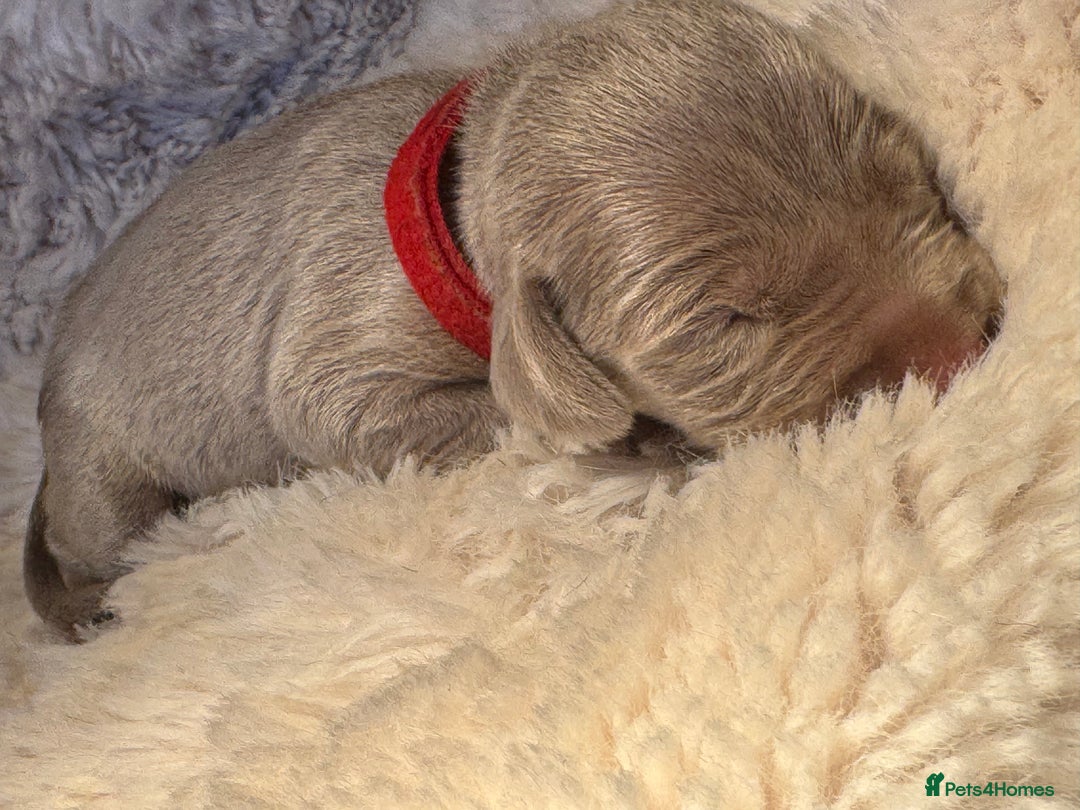 Weimaraner dogs for sale:  KC Reg Weimaraner Pups from Champion Bloodlines ✨ - Image 9