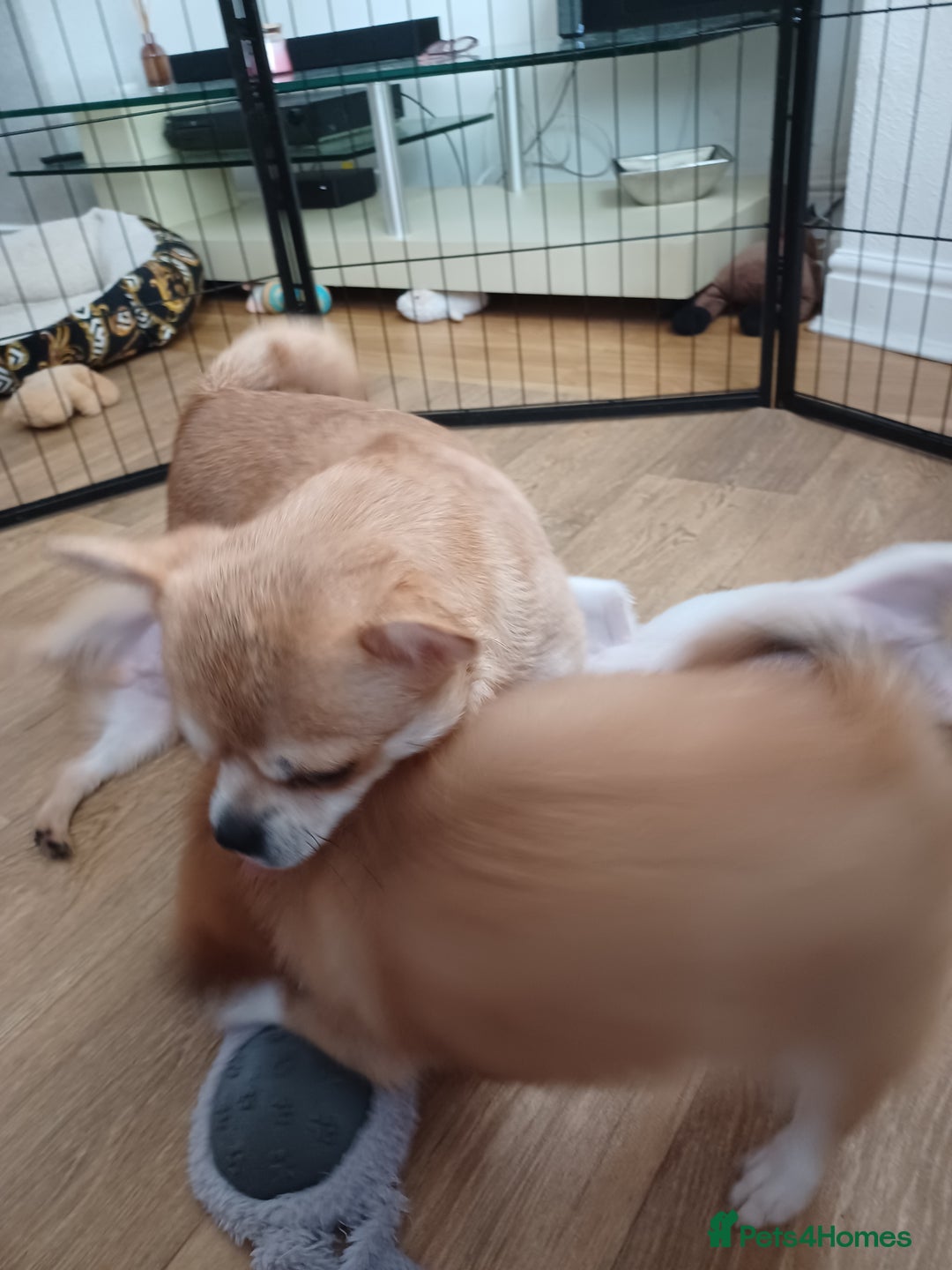 Pomchi dogs for sale: Pomchi - Image 10