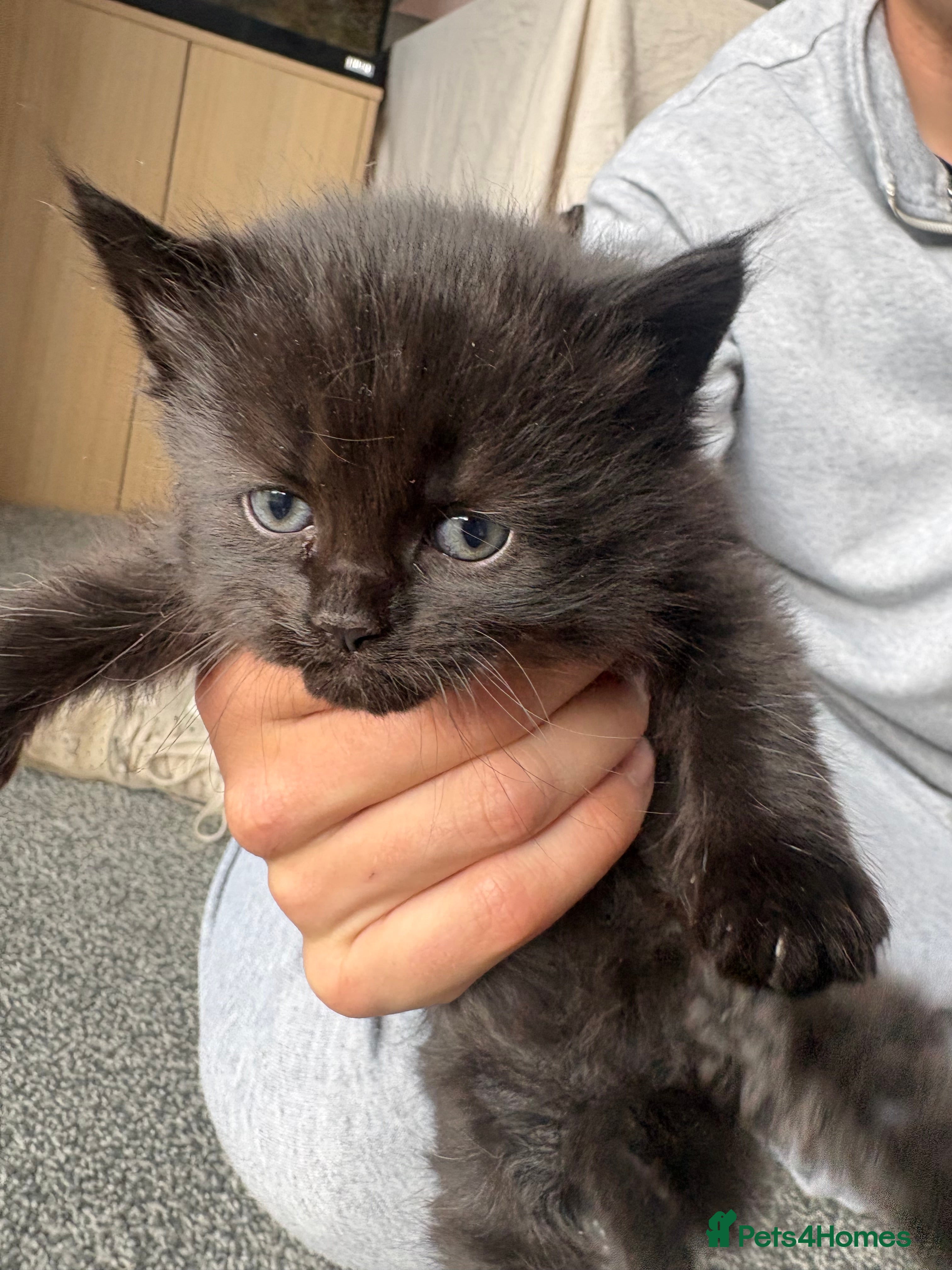 Persian cats for sale: Ash grey Persian kittens - Advert 12