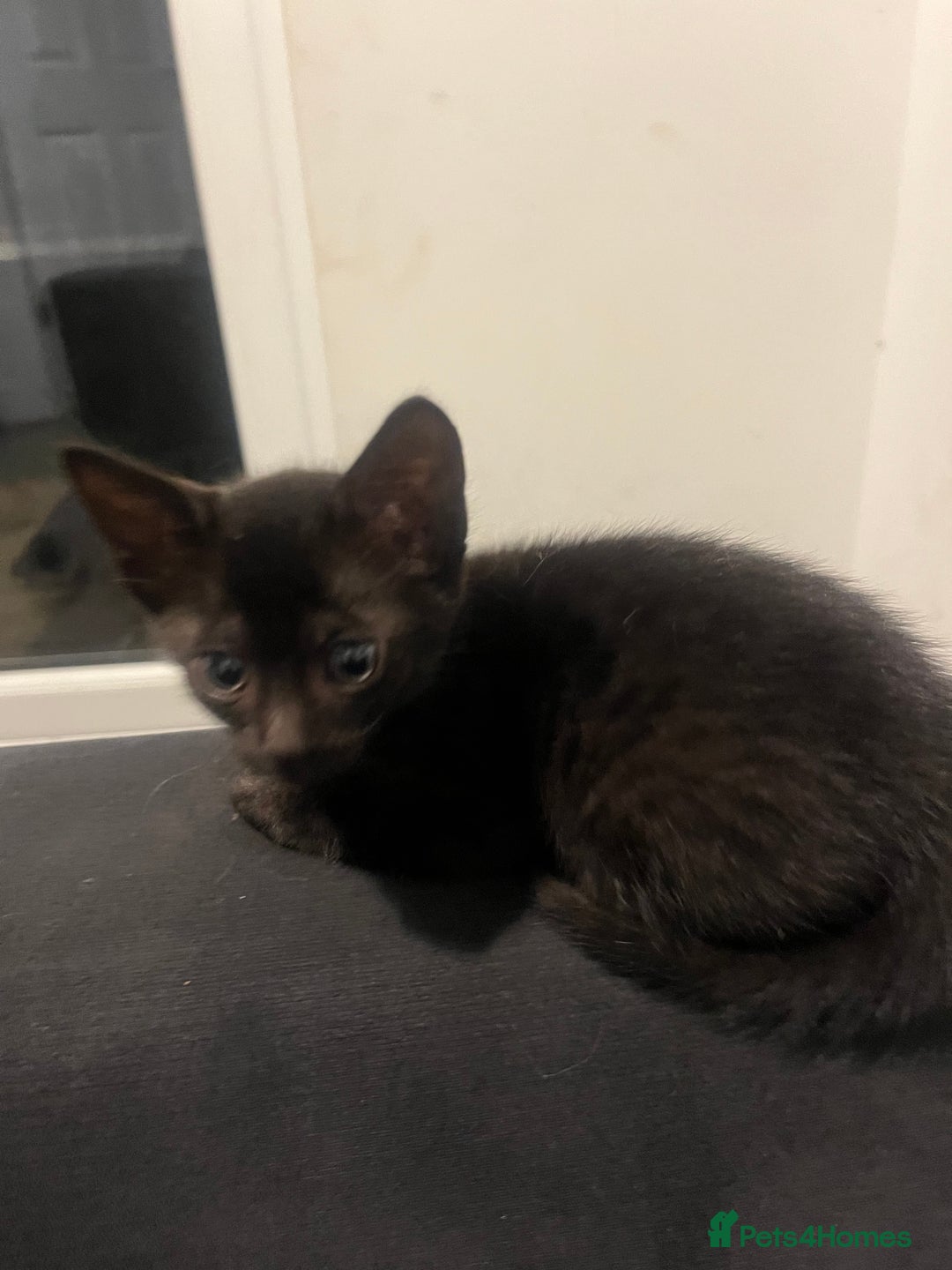 Savannah cats for sale: 1 full breed savannah girl left black  - Image 4