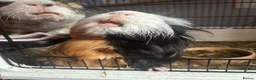 Guinea Pig rodents for sale: 2 male guinea pigs, cage, and all accessories - Advert 4