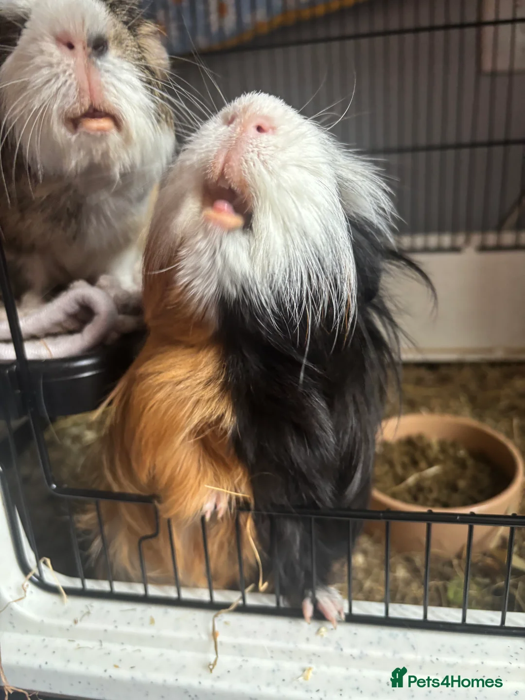 Guinea Pig rodents for sale: 2 male guinea pigs, cage, and all accessories - Advert 4