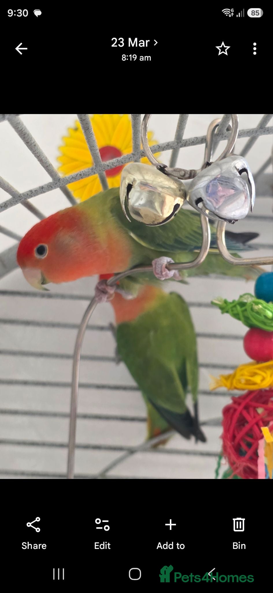 Lovebirds birds Love birds with cage - Advert 2