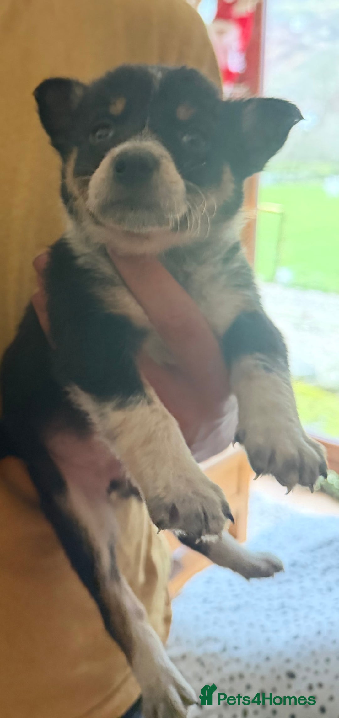 Mixed Breed dogs for sale: kelpie/blue heelers - Advert 22