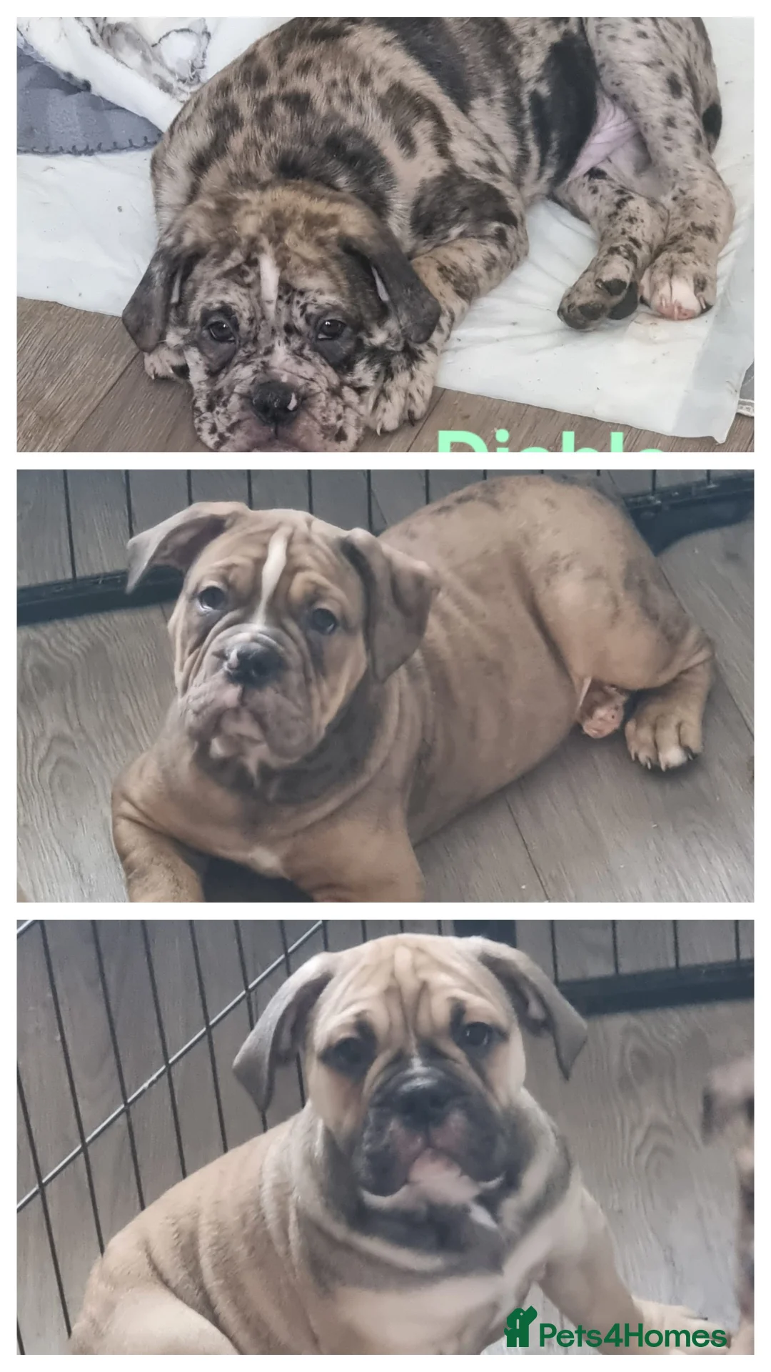 Olde English Bulldogge dogs for sale: Olde English bulldogge puppys - Advert 1