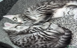 British Shorthair cats for sale: 4 beautiful tabby british shorthair kittens - Advert 11