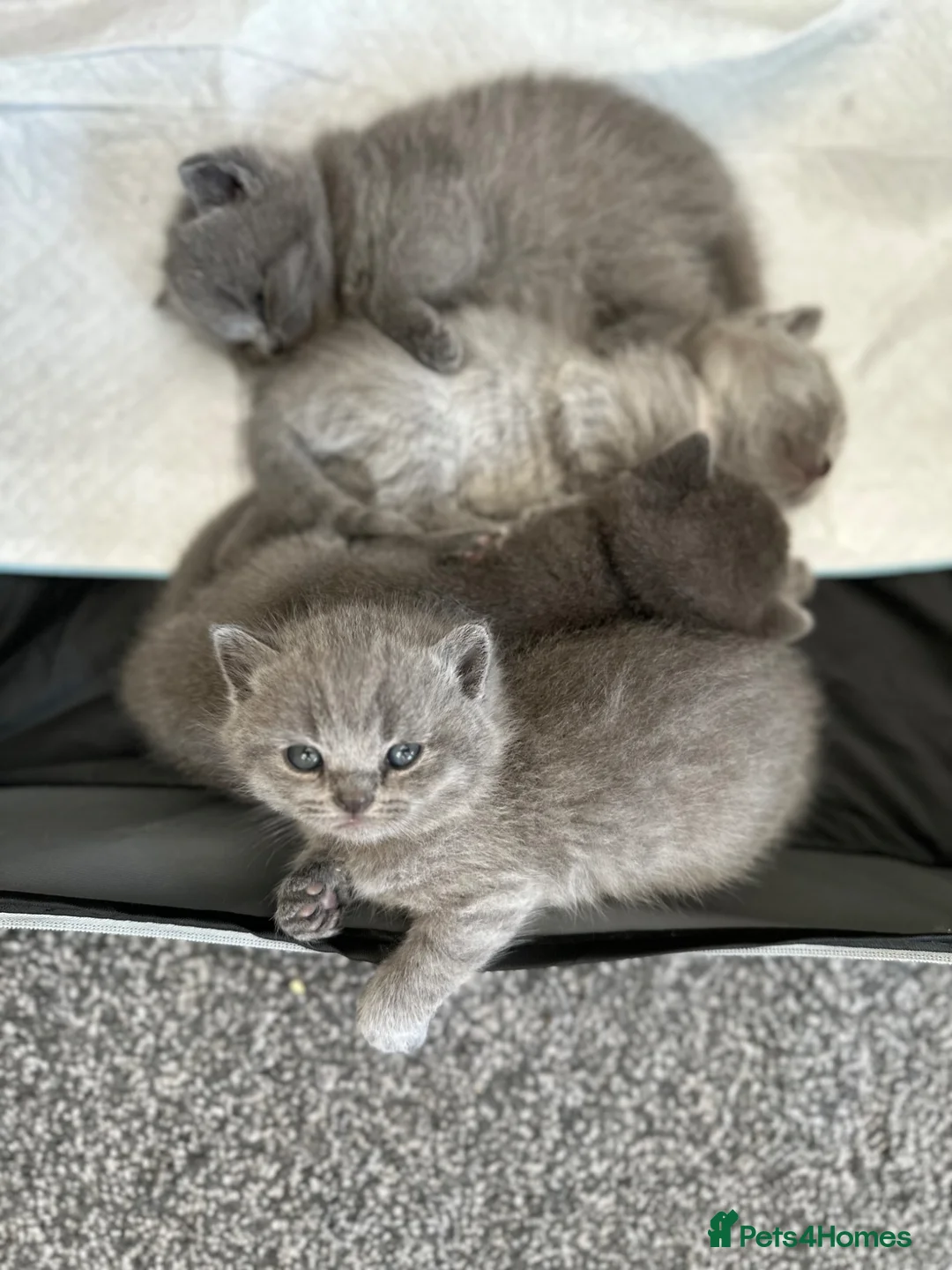 British Shorthair cats for sale: Little Family  in Enfield - Advert 8