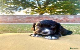 Cocker Spaniel dogs for sale: Cocker Spaniel male left KC Registered Docked  - Image 18