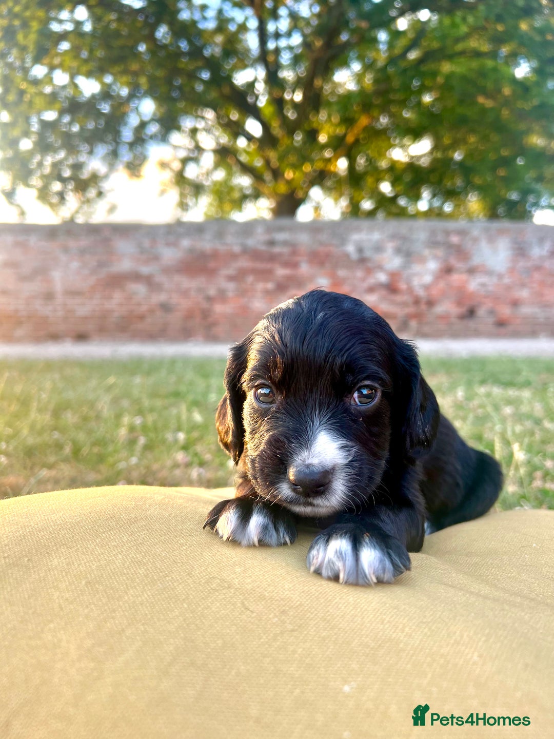Cocker Spaniel dogs for sale: Cocker Spaniel male left KC Registered Docked  - Image 18