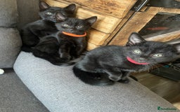 British Shorthair cats for sale: 6 Amazing kittens - 2 LEFT!! - Image 6