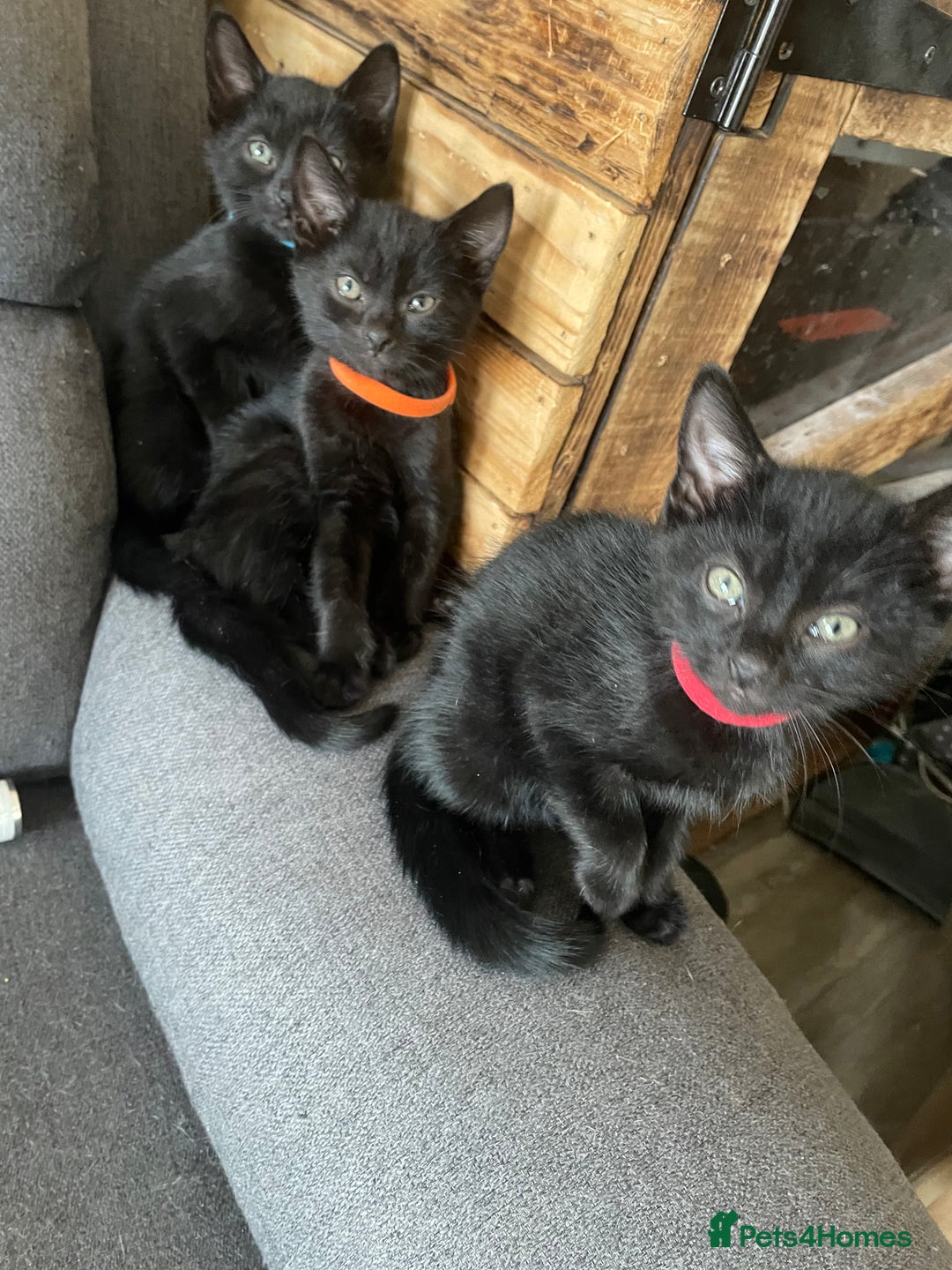 British Shorthair cats for sale: 6 Amazing kittens - 2 LEFT!! - Image 6