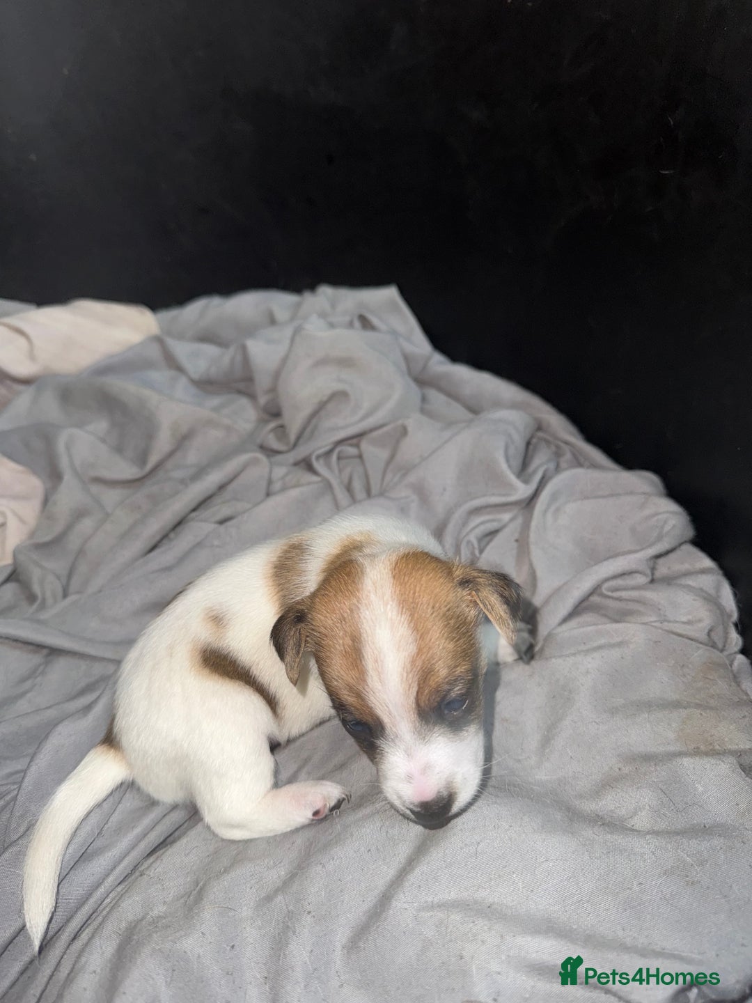 Jack Russell dogs for sale: Jack Russell puppies  - Image 11