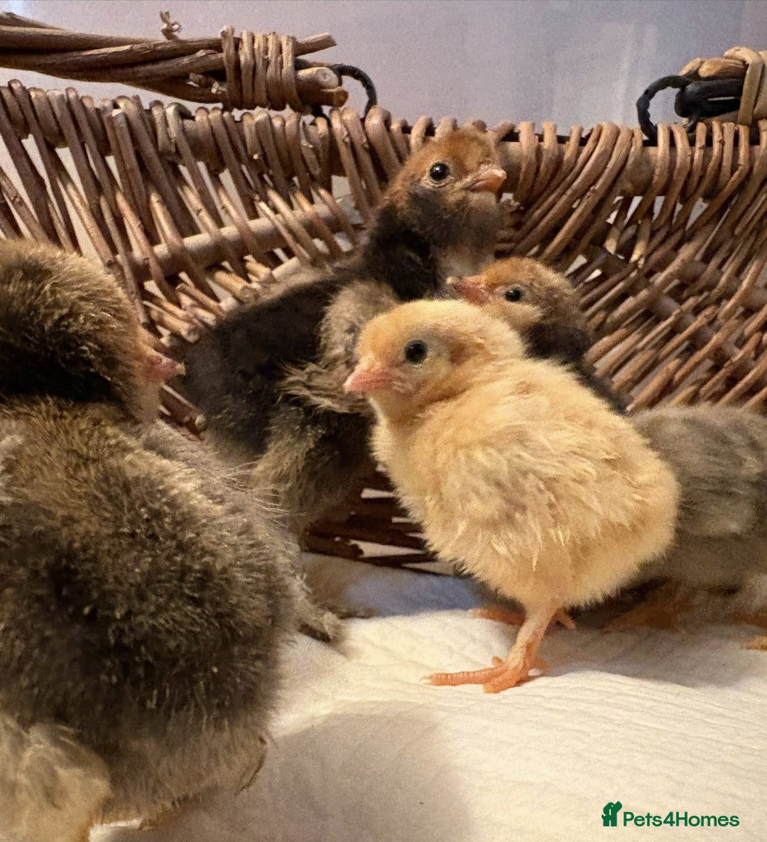 Chickens poultry for sale: Pavlovskya, Barbu D'Uccle and Nankin Chicks - Image 4