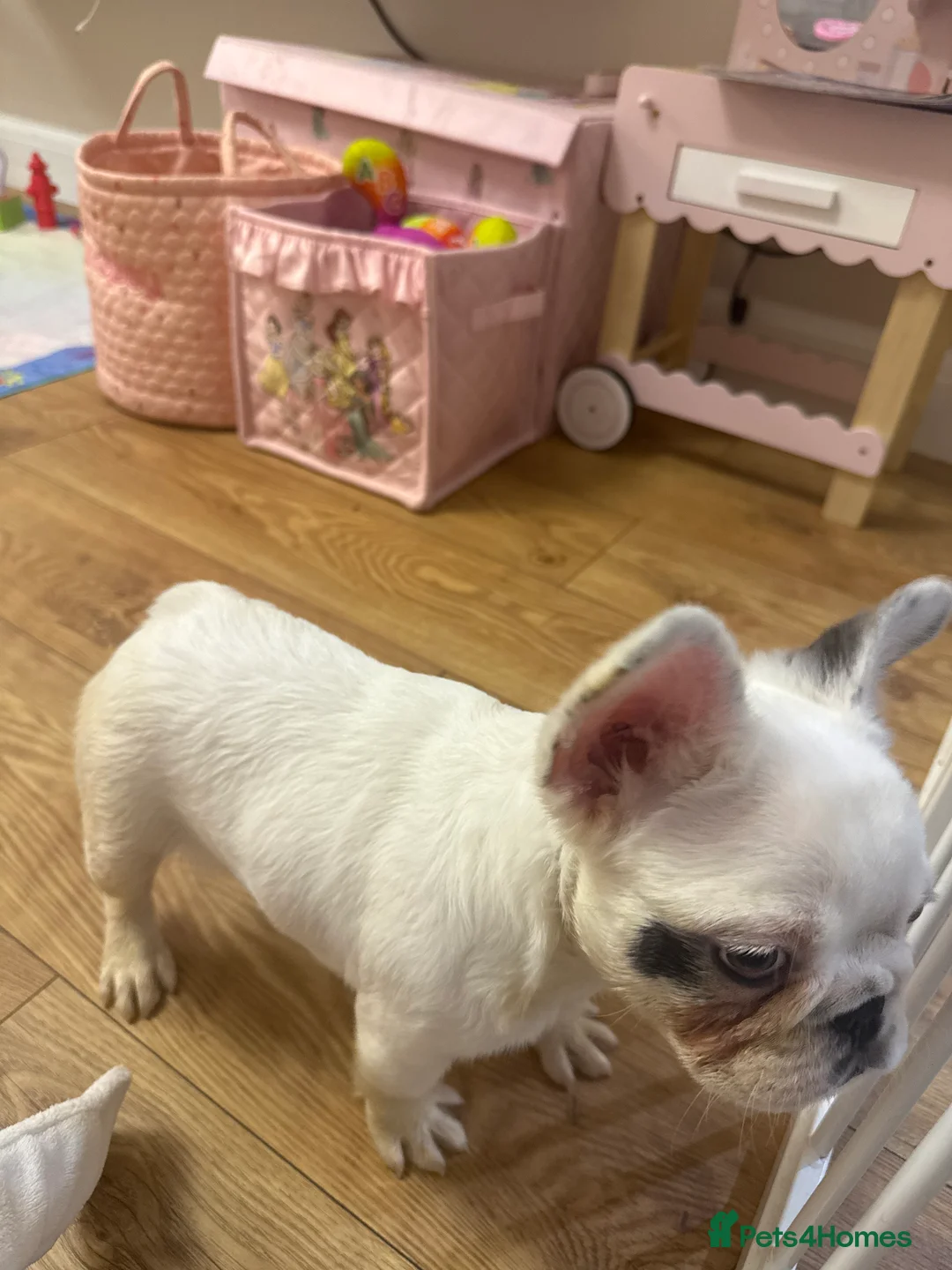French Bulldog dogs for sale: Fluffy carrier panda frenchbulldog - Advert 2