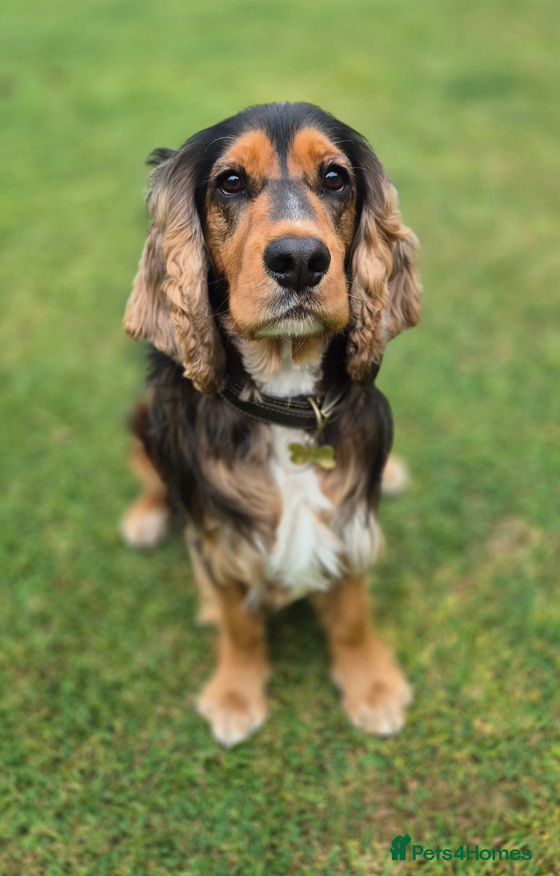 Cocker Spaniel dogs Black Sable Show Type Cocker Spaniel for Stud in Manchester - Advert 1